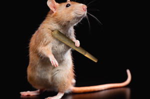 конопля крысы мыши